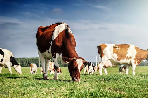 There Are Not Enough Cows to Produce Luxury Leather